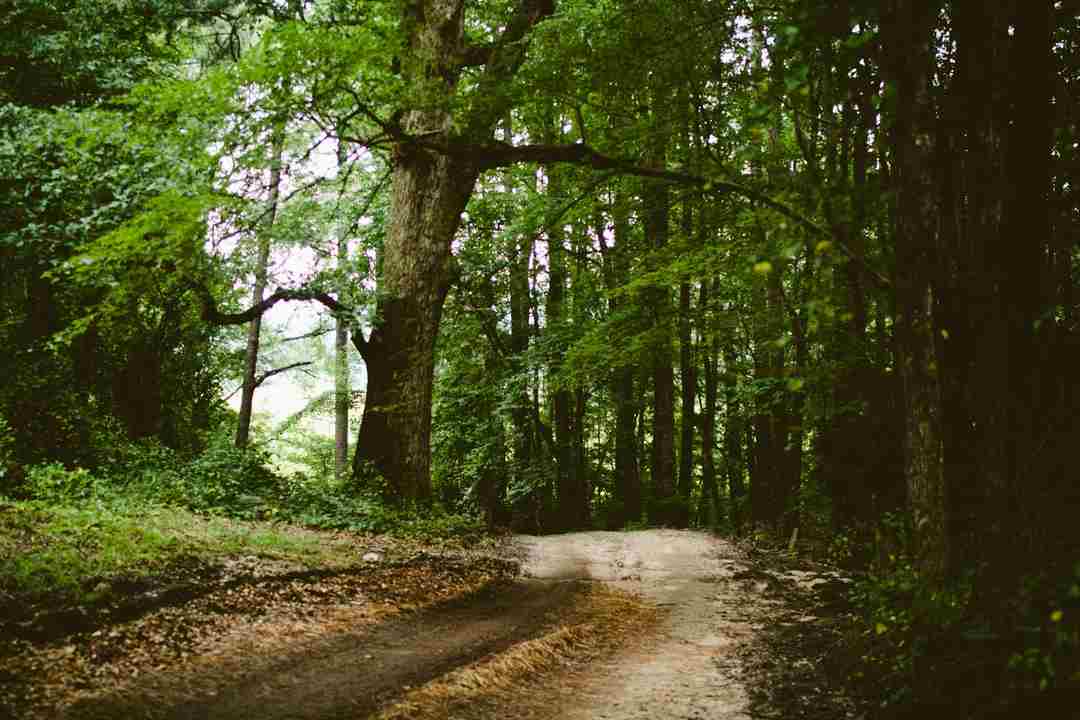 un sentier de forêt avec des traces